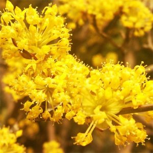 ​山茱萸——茱萸花