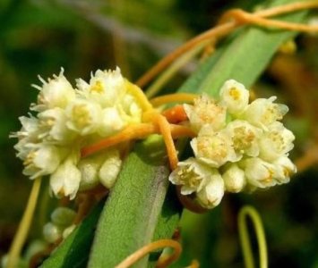 ​菟丝花开似美人，战胜困难温柔绕