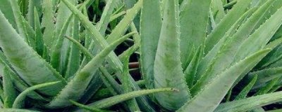 ​库拉索芦荟的养殖方法和注意事项