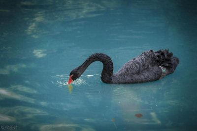 ​什么是“黑天鹅”“灰犀牛”事件