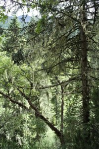 ​走进四川大熊猫栖息地