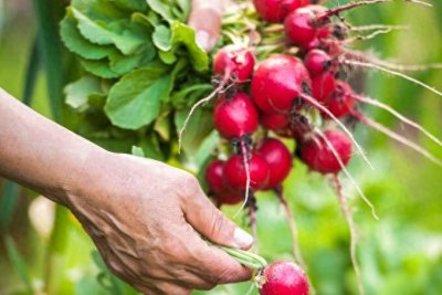 ​春萝卜不会种？别着急，跟着这8个步骤走，30天就可吃到新鲜萝卜