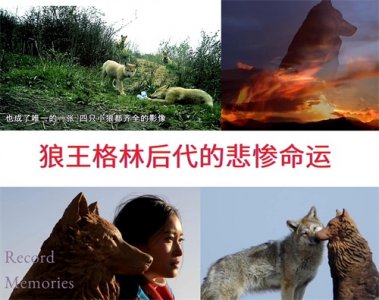 ​狼王格林后代的悲惨命运 四只小狼生死 重返狼群2大结局 母子再相见