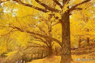 ​中国十大千年古银杏树，树龄最高达1.2万年、见过吗？