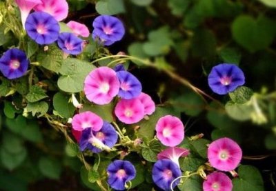 ​我心目中的夕颜花