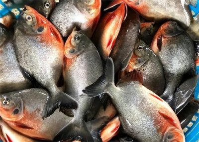 ​风靡南方数年的红鲳鱼，为何如今很少见到？它真的是“脏鱼”吗？