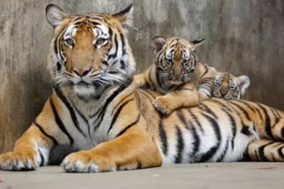 ​盘点中国十大濒临灭绝的珍稀动物！