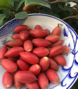 ​野味之王！龙芽草的独特魅力与惊人健康益处大揭秘！