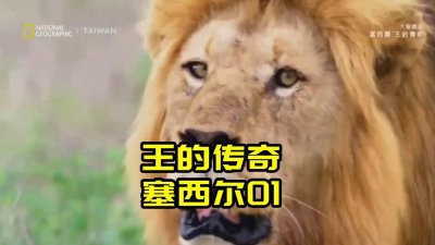 ​塞西尔01：非洲最魁梧的雄狮塞西尔不见了，它的兄弟在拼命寻找