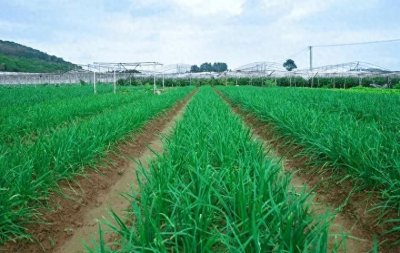 ​农业种植小妙招，收藏起来！