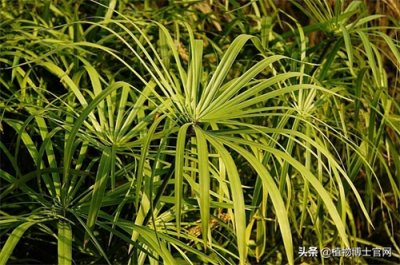 ​水竹叶子发黄还能救吗？这几个方法轻松解决