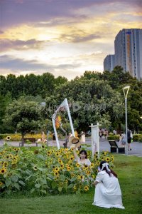 ​阴雨天气里一抹亮丽的色彩，郑州万株向日葵花开正艳