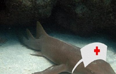 ​护士鲨恐怕是最温柔的鲨鱼了
