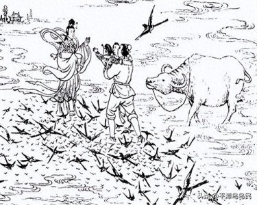 ​老汉捡了一条黑鱼，宰杀时鱼却落泪了，他赶忙将鱼放生