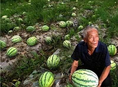 ​闹得人心惶惶！河南西瓜滞销，背后原因令人震惊