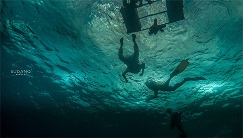 神秘的“沙丁鱼风暴”是如何形成的？全球只有两个国家才能看到