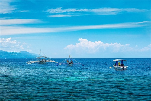 神秘的“沙丁鱼风暴”是如何形成的？全球只有两个国家才能看到