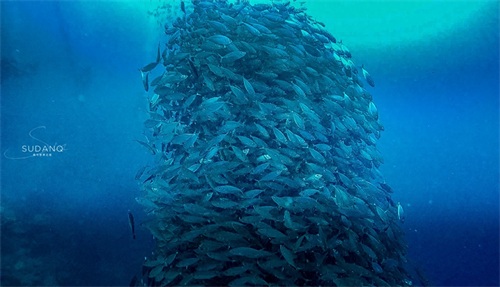 神秘的“沙丁鱼风暴”是如何形成的？全球只有两个国家才能看到