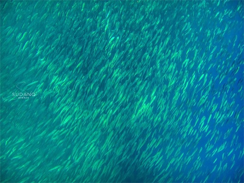 神秘的“沙丁鱼风暴”是如何形成的？全球只有两个国家才能看到