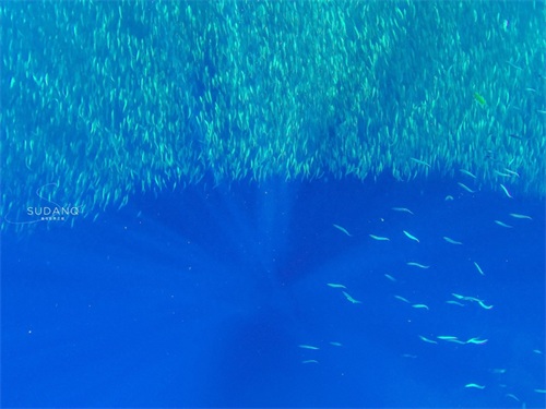 神秘的“沙丁鱼风暴”是如何形成的？全球只有两个国家才能看到