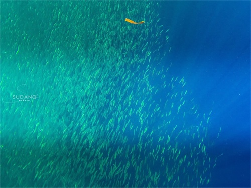 神秘的“沙丁鱼风暴”是如何形成的？全球只有两个国家才能看到