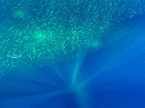 神秘的“沙丁鱼风暴”是如何形成的？全球只有两个国家才能看到