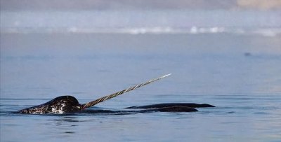 ​十分“豪横”的独角鲸：牙齿比金子还贵，传言称一颗牙能抵一座城