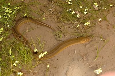 ​它是鱼类却像蛇，本身更是雌雄同体！黄鳝的性逆转功能超出你想象