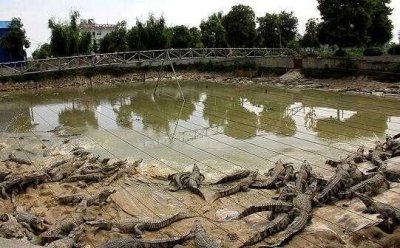 ​农村个人可以养殖鳄鱼，但需办“两证”，不懂技术者建议放弃
