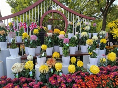 ​武汉没有自己的菊花？记者实探金秋菊展：汉产菊花占42%，红、绿、黄都有