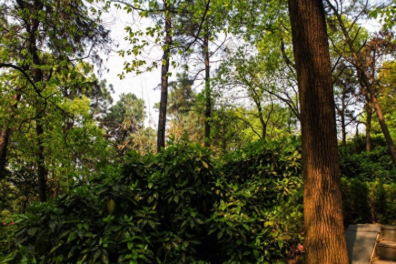 天然的大氧吧，湖南省森林植物园，也叫长沙植物园