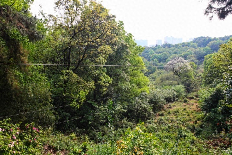 天然的大氧吧，湖南省森林植物园，也叫长沙植物园