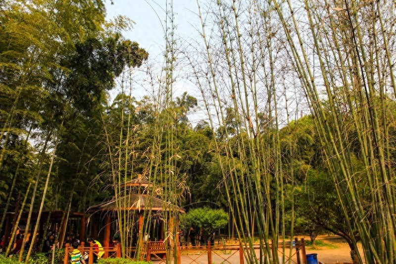 天然的大氧吧，湖南省森林植物园，也叫长沙植物园