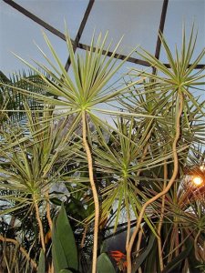 ​7种适合在室内种植的热带观叶植物，园艺新手也别错过