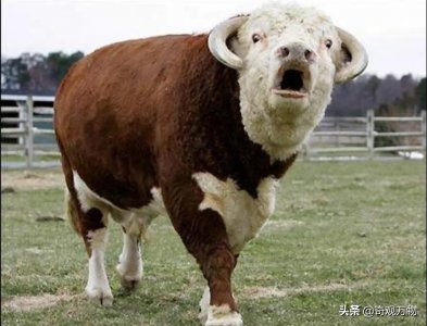 ​最耐造的牛，杂交婆罗门牛，被印度人称之为神牛