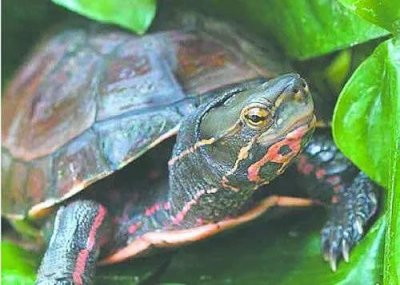 ​国龟魅力  云南闭壳龟