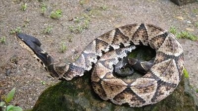 ​五步蛇的生活习性及人工养殖和存在的问题