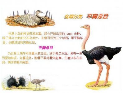 ​扯淡的鸵鸟政策（ostrich policy）