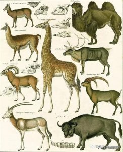 ​动物世界-浅析偶蹄目