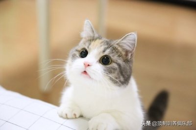 ​怎么看待国产粮一般是毒猫粮的看法？