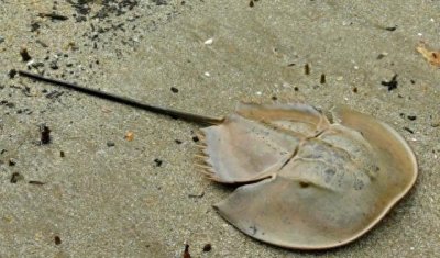 ​世界上还存活着的动物活化石