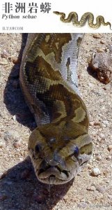 ​世界上顶级的捕食者，长达6米的非洲岩蟒，以吞食人类而闻名