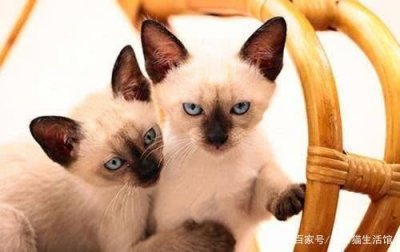 ​世界42种宠物猫，看看你能认识多少