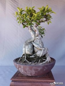 ​路边见到这3种树，掰个枝拿回家养，一年变盆景，越养越值钱！