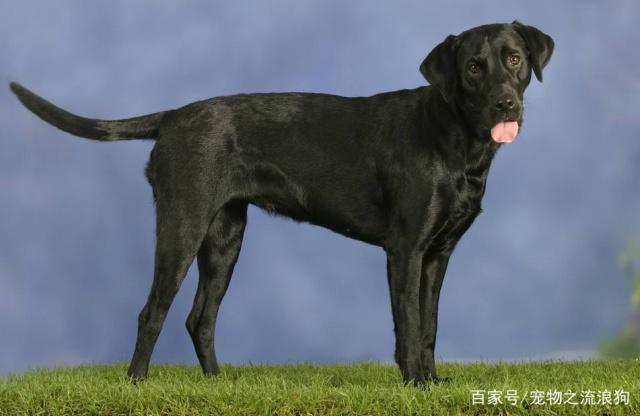 拉布拉多的几种性格类型，你家是哪种来了解下吧！