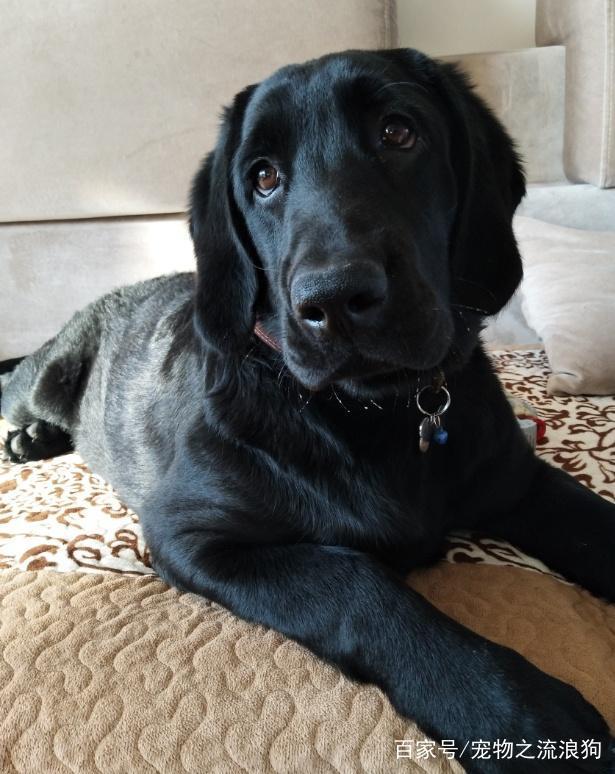 拉布拉多的几种性格类型，你家是哪种来了解下吧！