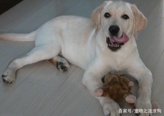 拉布拉多的几种性格类型，你家是哪种来了解下吧！