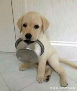 ​拉布拉多的几种性格类型，你家是哪种来了解下吧！