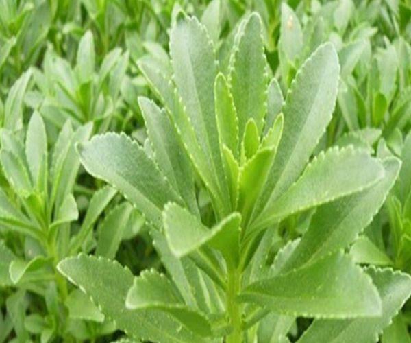 农村常见的野菜是天然钙片，比吃补品效果更好，好多人不知道