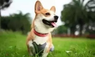 ​八哥鸟要多长时间认识主人 八哥鸟刚到家几天就跟主人熟了